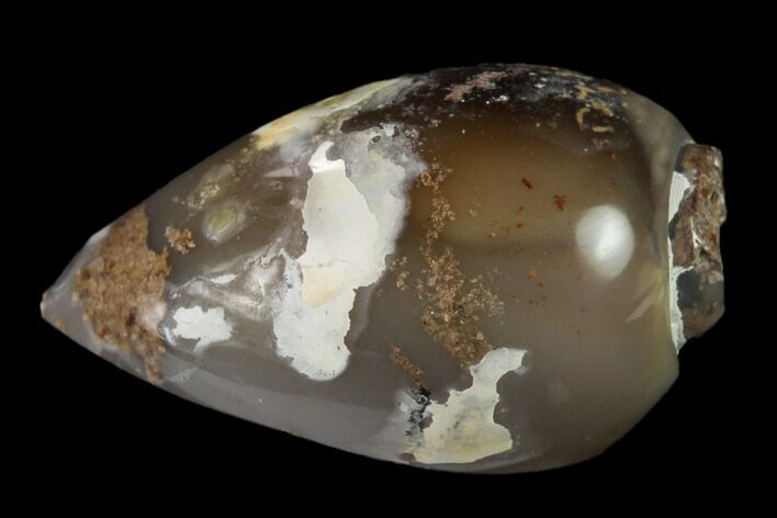 Polished, Chalcedony Replaced Gastropod Fossil - India #133534